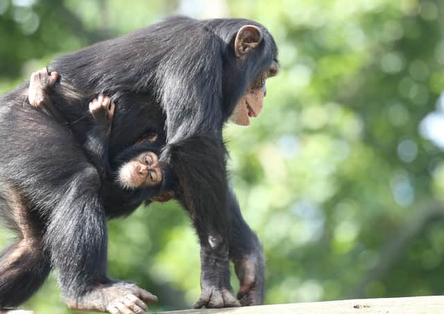 Seven-month-old Western chimpanzee Masindi practising her climbing skills with the help of her older brother Velu at Edinburgh Zoo.