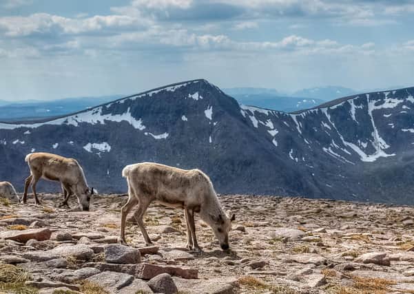 Herd of reindeer feeding on top of BenMacdui mountain