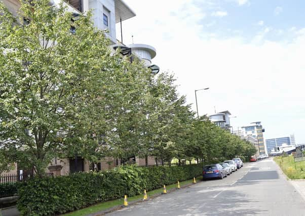 The thirty trees running along the south side of Stevedore Place are due to be destroyed shortly