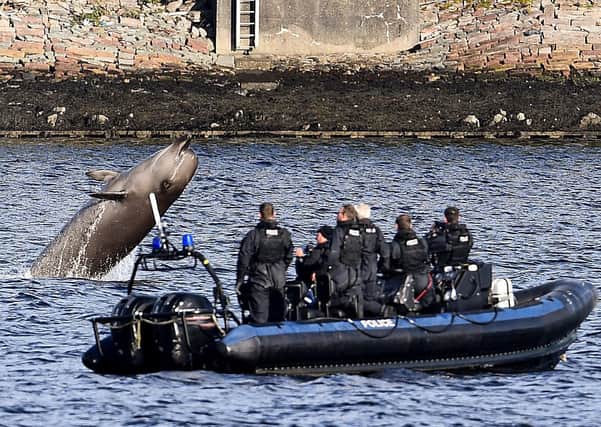 Police from Faslane watch one of the three Northern Bottlenose whales swimming near Garelochhead. Picture: Getty