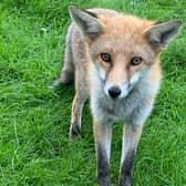 Urban foxes are loving lockdown and increasingly curious about their human neighbours