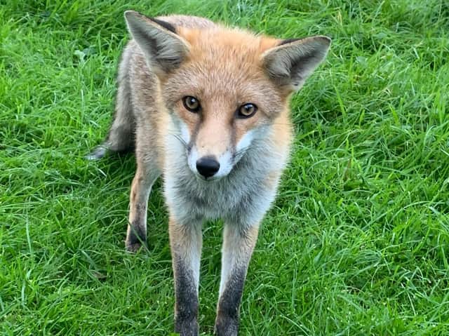 Urban foxes are loving lockdown and increasingly curious about their human neighbours