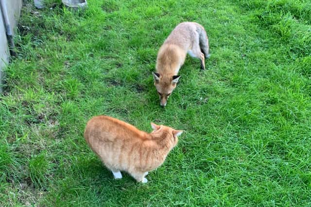 Biggie Smalls checks out the fox moving in on his patch