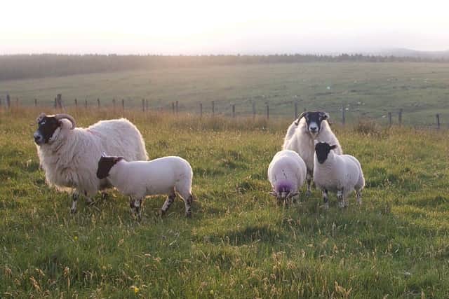Scotland’s farming and crofting community are best placed to help a green recovery.