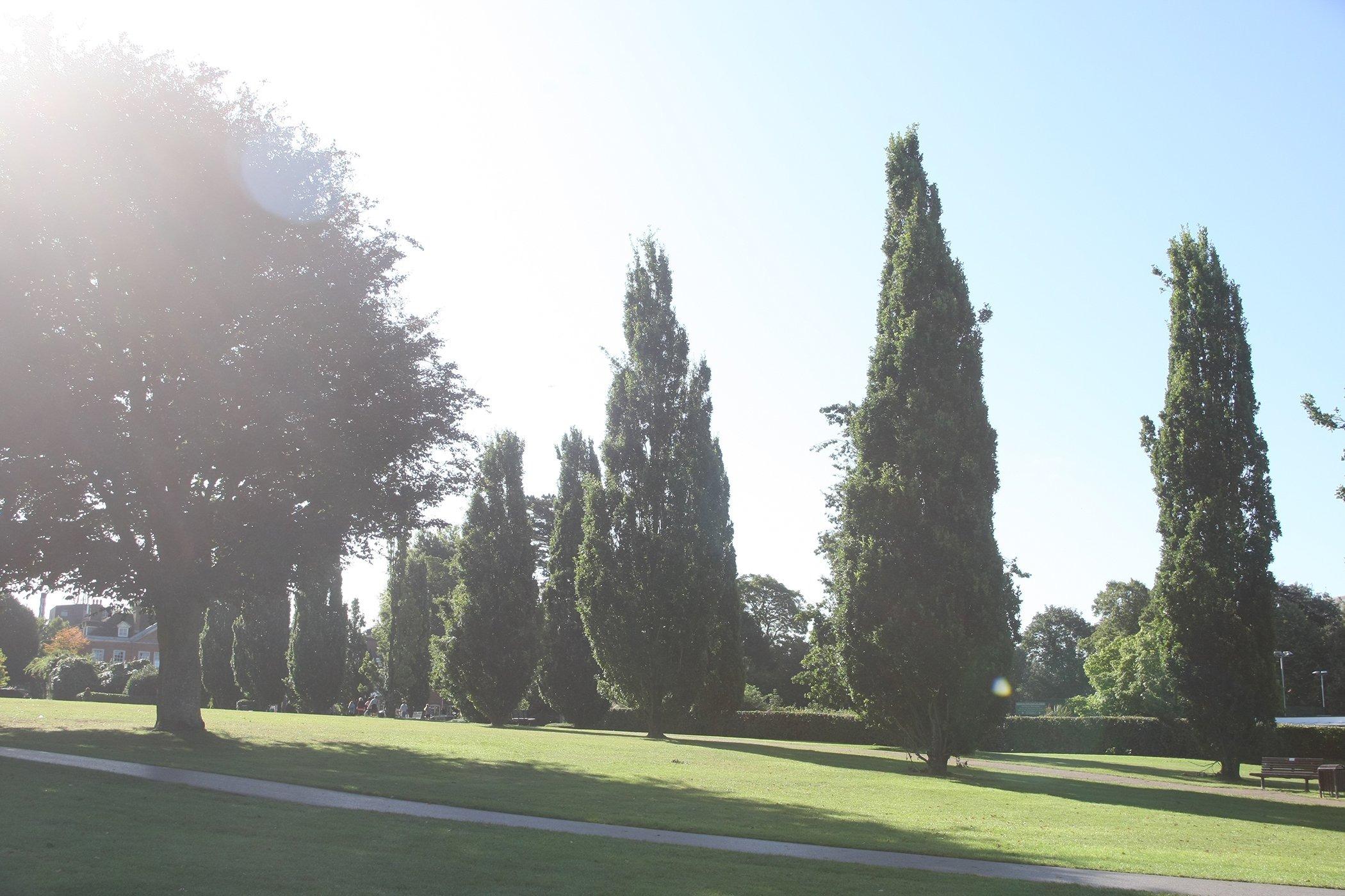 DM1987056a.jpg. Scenic. Horsham park. Photo by Derek Martin Photography. SUS-190109-113013008