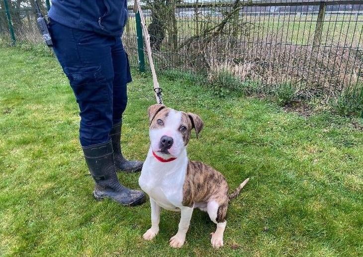 Zoom came to us with his brothers Zebo and Zorro after a difficult few months. He is a sweet boy who just needs to build some confidence, and would be able to live with another dog who may help with this. Zoom loves a good walk and walks nicely on a lead, he does however need some help perfecting his other manners. We feel Zoom would benefit from an owner with experience with large breeds, who can continue to work on his training.