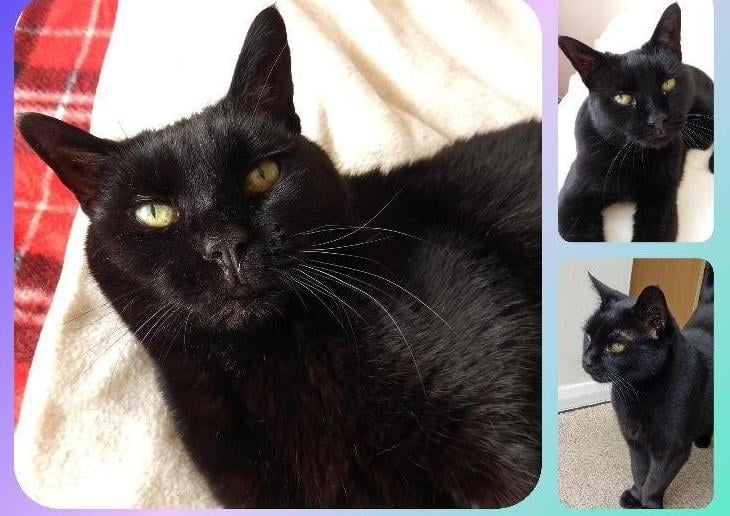 Vixon arrived in care at the end of last year via an inspector. She had been a stray for some and was in poor condition. We believe she is at least 13 years old.
Despite her condition, pretty and affectionate, Vixon is a lovely kitty. After the settling in period in her foster home, Vixon has relaxed and become a lovely companion kitty. She loves a gentle fuss and still enjoys playing, especially with feathers.