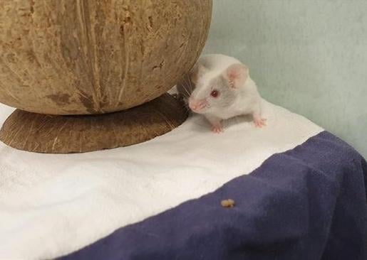 Zeus, Titan, Meteor, and Atlas are looking for their forever home together. They really enjoy a wheel to run around in and lots of places to hide too. They also really enjoy millet seed as a special treat!