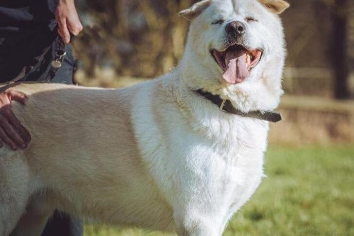 Zeus was found as a stray and has little to no training for such a big dog.  When we say he is big we mean 55 kilos!  He is extremely friendly but as he has not had any training he needs to learn some manners when walking.  Someone with experience and is able to handle a dog of this size would be ideal.