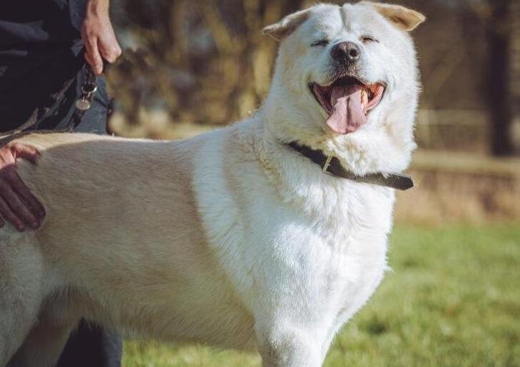 Zeus was found as a stray and has little to no training for such a big dog.  When we say he is big we mean 55 kilos!  He is extremely friendly but as he has not had any training he needs to learn some manners when walking.  Someone with experience and is able to handle a dog of this size would be ideal.
