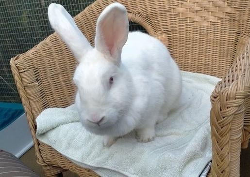 Salem and Snowy are looking for their forever home together! They are a very inquisitive pair who love to explore everything and anything. They are slightly larger bunnies so need plenty of open space to run and hop around in. They really enjoy having high enrichment to jump on and love munching on some forage treats!