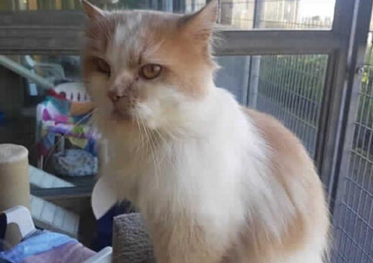 This handsome boy is Stroller! He arrived into our care after being found straying with no home to call his own. After spending sometime with us here at the centre receiving some much needed TLC his ready to look for his new family.
Stroller is a very sweet and calm natured cat. When he first came into us he was covered in very large tight matts, these have since been shaved off to make him more comfortable and he will need regular grooming to make sure his fur stays knot free in the future.