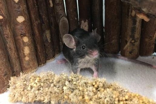 Teddy and her 5 other female friends are looking for their forever home, either as a larger group together or as a trio. They all love to have lots to explore such as tubes and toys. They also like having some where safe and snuggly to sleep together.
