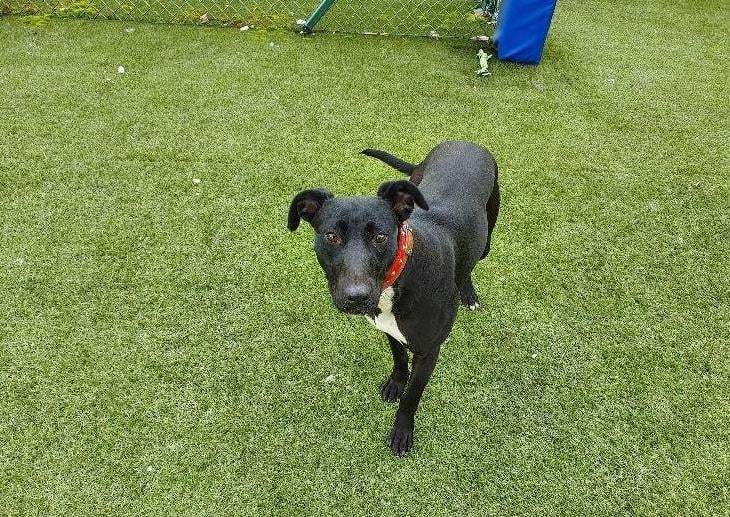 Tia is a bouncy girl who enjoys long walks, or big play sessions in our compound. She needs some help and encouragement with her basic training and lead manner and so would benefit from an experienced owner who has the time to continue with her training. Because of her energy levels, she would be best suited to an active adult only home. Tia would need to be the only pet in the home but she would be able to walk with other furry friends while out and about.