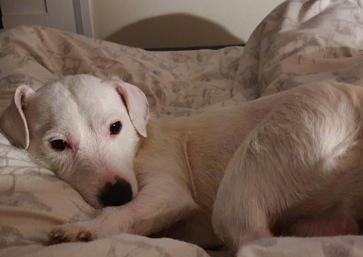 Pablo is a fun-loving 2 year old, terrier cross looking for his forever home where he will be a loving part of the family. He is a sweet boy who loves to play and be active and enjoys with walks. Pablo likes to play so would love a home with a secure garden for him to explore and run around in. He does know some commands but would benefit from some basic training and also some socialisation around unfamiliar dogs.