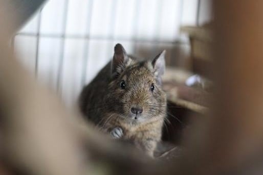 Pipsqueak, Pippa, Priscilla and Primrose are a group of female degus looking for their forever new home together. They would love a large suitable accommodation with plenty of hides and wooden toys as well as free range time to explore their surroundings.
