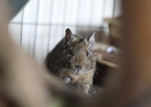 Pipsqueak, Pippa, Priscilla and Primrose are a group of female degus looking for their forever new home together. They would love a large suitable accommodation with plenty of hides and wooden toys as well as free range time to explore their surroundings.