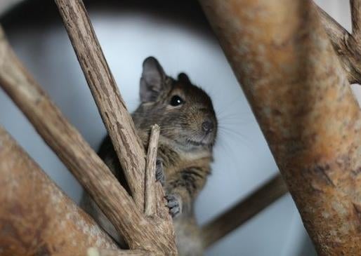 Pipsqueak, Pippa, Priscilla and Primrose are a group of female degus looking for their forever new home together. They would love a large suitable accommodation with plenty of hides and wooden toys as well as free range time to explore their surroundings.