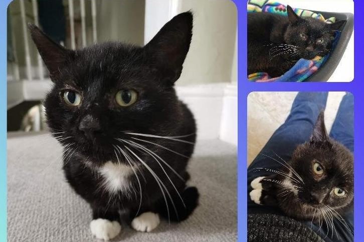 Gorgeous Rhino had been a stray for some time. He was rescued by an inspector and brought into branch care. He is around 7 years old.
Rhino loves company and curling up on a warm lap. He could live with children over the age of 10 but can't live with other cats.