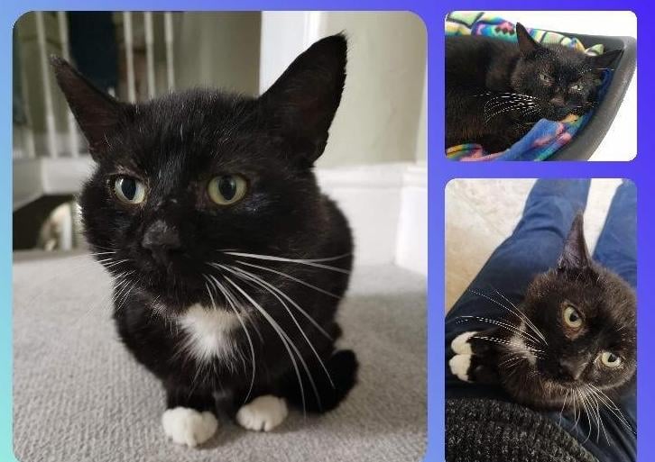 Gorgeous Rhino had been a stray for some time. He was rescued by an inspector and brought into branch care. He is around 7 years old.
Rhino loves company and curling up on a warm lap. He could live with children over the age of 10 but can't live with other cats.