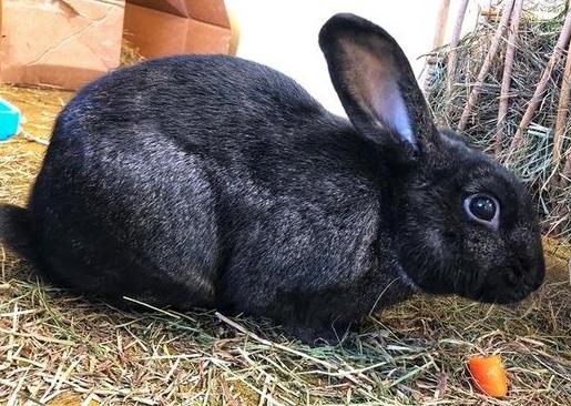 Salem and Snowy are looking for their forever home together! They are a very inquisitive pair who love to explore everything and anything. They are slightly larger bunnies so need plenty of open space to run and hop around in. They really enjoy having high enrichment to jump on and love munching on some forage treats!