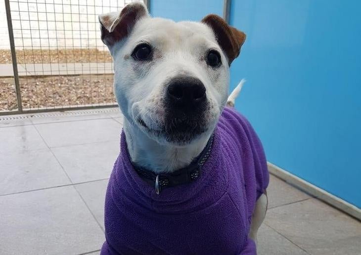 Skye is a loving 8 year old Staffordshire Bull Terrier looking for her forever home. She is a very sweet and affectionate girl who loves fuss and having lots of cuddles. Skye loves her walks and is generally good on the lead. She can be rective towards some dogs so will need a home that is happy to help her with this. She loves her toys so would love a home with a spacious garden for her to play in.