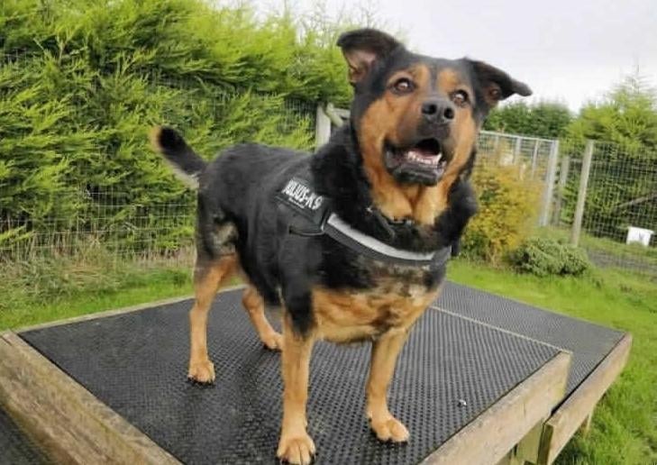 Molly (or Big Molly as we call her behind her back), came into our care last summer.
Her owners had called us to collect a dog that couldn't walk, it was quickly realised that Molly couldn't walk simply because she was so obese, her poor legs couldn't take the weight she was carrying.
After a strict diet and lots of exercise Molly has lost an amazing 16 kilo's, now she loves to go on her walkies showing off her new waistline :)