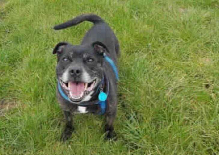 Nobby is one of a kind, he is such an amazing character. He loves a back massage and an arm pit tickle!! He is very good on lead, he doesn't pull and he will occasionally do his happy bark to let you know how much fun he is having. He also knows some basic commands. Nobby is a typical Staffordshire bull terrier who absolutely loves Breakfast, dinner and snack times. After playing with his football this lovely boy adores nothing more than snuggling on his bed with his favourite human.