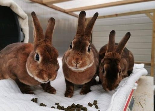 This trio group are looking for there forever home together. They are a very mischievous bunch who love to explore anything and everything! New enrichment like cardboard boxes with tasty treats inside are great for them! Apple sticks are great too for them to gnaw on!