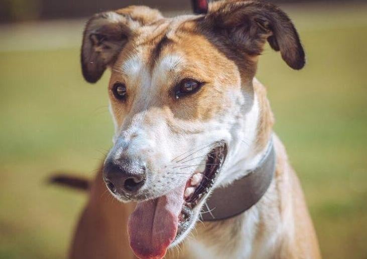 Lucky was found as a stray found wandering the streets with no home of his own. He was picked up by a local dog warden who brought him into our care. He is such a lovely friendly boy however does have a chase instinct which will mean he would need to be the only pet in the home and on walks he would have to be kept on the lead.