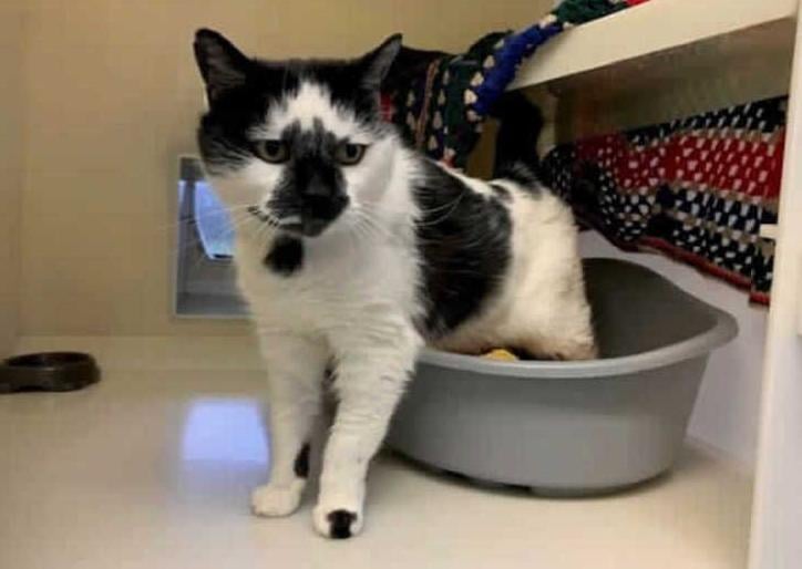 This beautiful big boy is Mischief and he has found himself in RSPCA care due to him needing medical attention and no owners to care for him. After seeing a vet and receiving the treatment he needed, he is now ready to look for his forever home.
Mischief is an older fella but he still lives up to his name. He has a very laid back temperament and is very friendly but he does have a cheeky side too, he likes to have a nose around and if he doesn't want to do something-he simply won't!