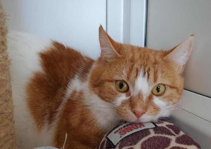 Little Franklin is around a year old and came into care with 3 other cats. They were living in an unsafe caravan and rescued by an inspector.
Franklin is feeling very overwhelmed by all he has been through. He was adopted in January but was sadly returned. He is not used to everyday family life and home living so needs a patient owner who can help him feel safe. Building a relationship with cats like Franklin takes time. He may never fully recover from the damage caused by his early experiences. He needs a dedicated and understanding owner who will be happy to share their home with this handsome fella but also accept that Franklin may always remain shy and elusive.