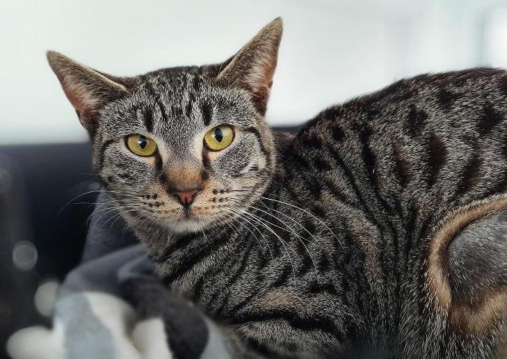 Gooseberry is a year old female. She is looking for a very special home where she can gradually gain her confidence. She will need to be allowed to settle and feel safe in her own time and not be rushed. It is essential that her new home be quiet and calm and preferably adult-only. However, we will consider experienced cat homes with older teenage children. Gooseberry could potentially live with another cat.