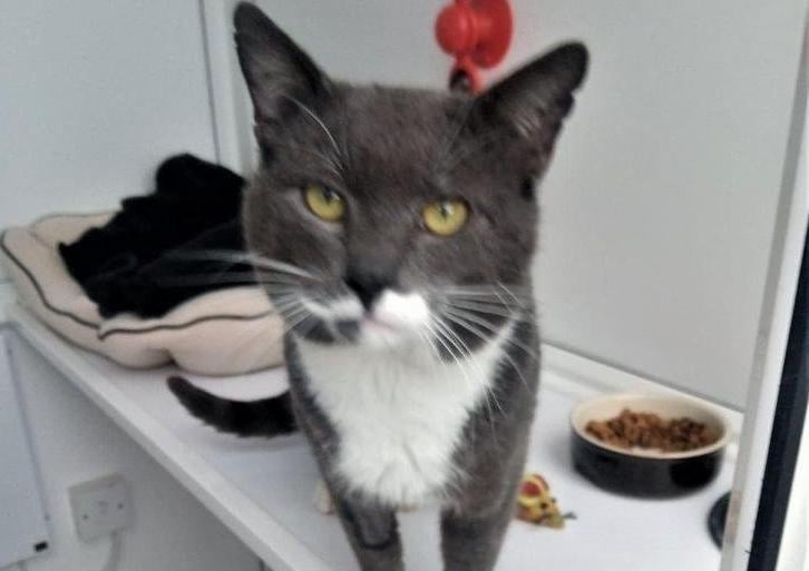 We have now discovered Graham does not like women (except his carer Sally ). He's a lovely cat but he turns on females for some bizarre reason, maybe he's been mistreated by one in the past - who knows? We realise it's not going to be easy but he needs a male only home and one without children or other pets. He's about 3 years old and is in good health. He will want outside access at some point so needs a safe home away from main roads.