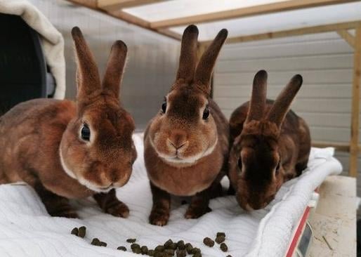 This trio group are looking for there forever home together. They are a very mischievous bunch who love to explore anything and everything! New enrichment like cardboard boxes with tasty treats inside are great for them! Apple sticks are great too for them to gnaw on!