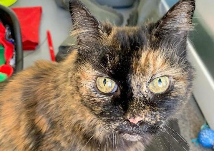 Please say a big hello to our wonderful girl Dot! Dot arrived into our care through no fault of her own, after being admitted to Danaher she lacked confidence in herself and would tend to stay away from staff. After a few days Dot began to come out off her hiding place and take an interest in people. Dot would be best suited to live with older children as she is quite nervous with new people and can be quite jumpy with loud noises. Dot would need someone who has the time and patience to allow her to feel comfortable in her new environment. Having a friend or companion around may boost her confidence and help her to feel more comfortable in her new forever home.