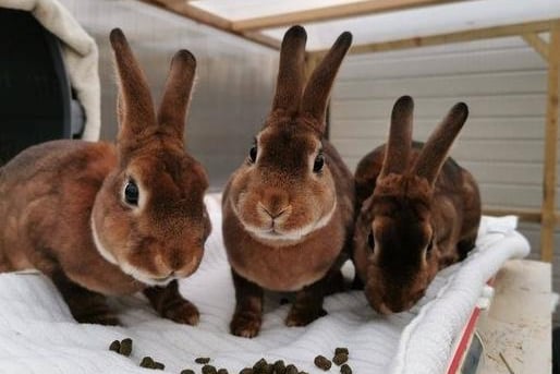 This trio group are looking for there forever home together. They are a very mischievous bunch who love to explore anything and everything! New enrichment like cardboard boxes with tasty treats inside are great for them! Apple sticks are great too for them to gnaw on!