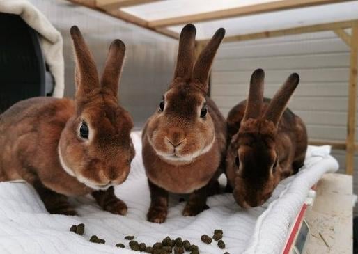 This trio group are looking for there forever home together. They are a very mischievous bunch who love to explore anything and everything! New enrichment like cardboard boxes with tasty treats inside are great for them! Apple sticks are great too for them to gnaw on!