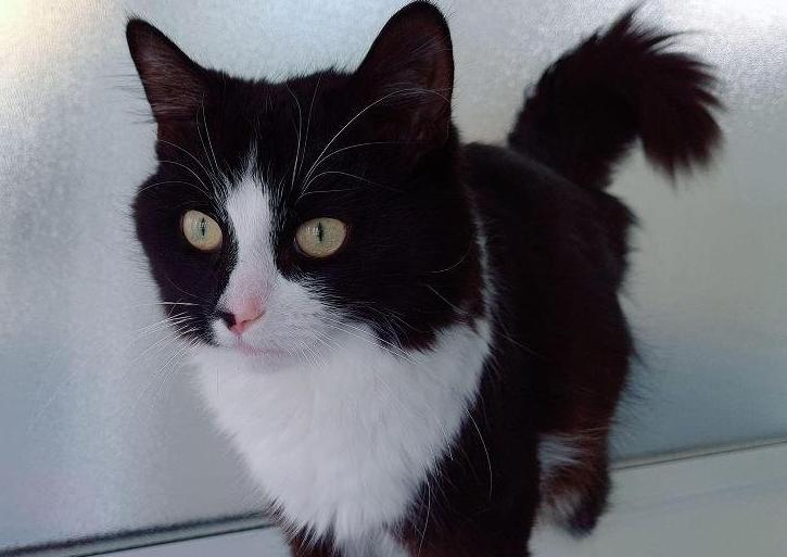 Felix is around 6 months old and was found abandoned in a cat carrier.
Friendly, affectionate and playful, Felix will make a loving addition to one lucky family. He has recently been neutered, microchipped and vaccinated and is now ready for his furever home.
