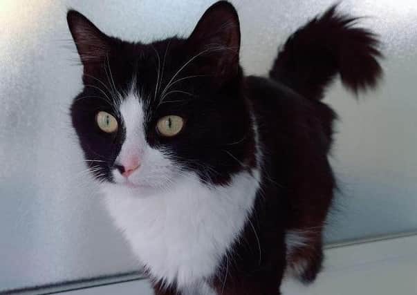 Felix is around 6 months old and was found abandoned in a cat carrier.
Friendly, affectionate and playful, Felix will make a loving addition to one lucky family. He has recently been neutered, microchipped and vaccinated and is now ready for his furever home.