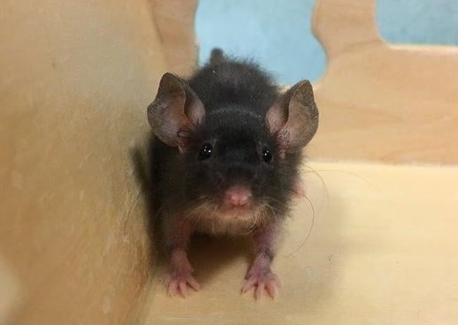 Bean and her 5 other female friends are looking for their forever home, either as a larger group together or as a trio. They all love to have lots to explore such as tubes and toys. They also like having some where safe and snuggly to sleep together.