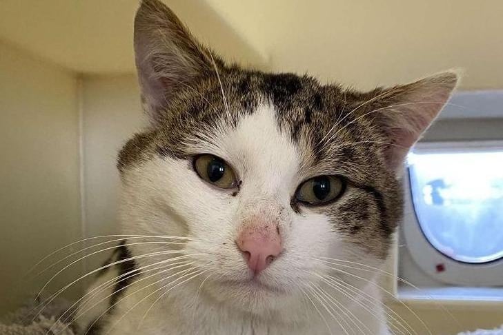Charlie came into our care at the start of March this year as he was found as a stray. He is a lovely boy who adores a fuss but also can be very shy and does like his own space. We would recommend he can live with calm children from the age of 12 and above and will eventually need outdoor access for when he can go outside. He could potentially live with another feline or canine friend with the correct introduction given.