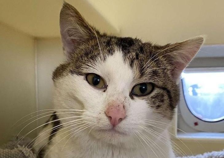 Charlie came into our care at the start of March this year as he was found as a stray. He is a lovely boy who adores a fuss but also can be very shy and does like his own space. We would recommend he can live with calm children from the age of 12 and above and will eventually need outdoor access for when he can go outside. He could potentially live with another feline or canine friend with the correct introduction given.