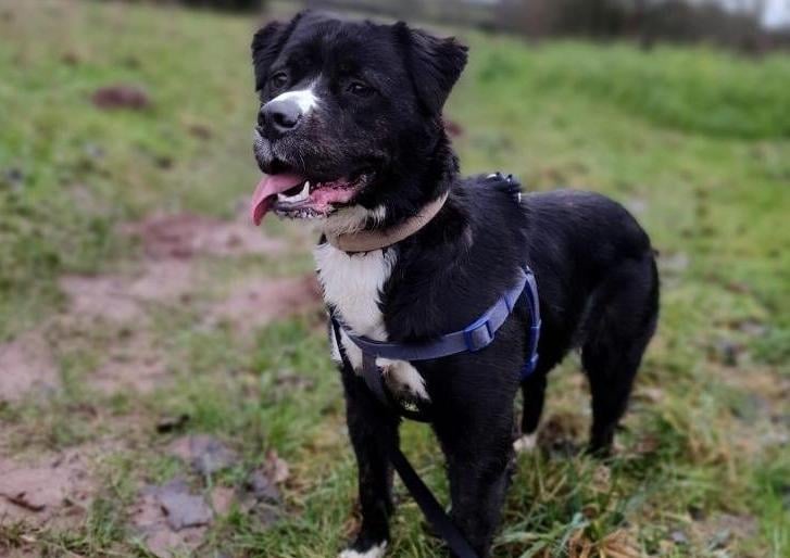 Coco is a medium to large girl who came into us via an inspector in May 2020, when she came in she was in need of medical treatment for both her skin and ears. While being with us Coco has come a long way and is now ready to find her forever home. Initially Coco was very nervous of new people and surroundings but during her time with us she has gained in confidence and come out of her shell, although she does still have moments where she can be unsure and will need space and reassurance. Coco loves her fuss and enjoys being the centre of attention