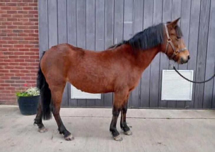 Ffion is good to catch, groom and lead she is a sensitive pont that requires a quiet approch. Ffion is good for the vet and farrier but will look to her handler to give her the confidence she needs. She is currently living out with 6 other mares and gets on well with tehm all. She has learnt to wear a rug and is happy to stand in a stable if required.