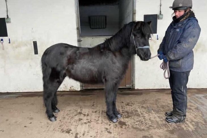 Flynn is a 11.1hh 3 year old Gelding. Flynn would be most suited to a quiet home with a competent handler who can give him the confidence that he lacks. He is good to groom, lead and pick out feet. Flynn is a super cute pony that loves the attention once his trust is earned.