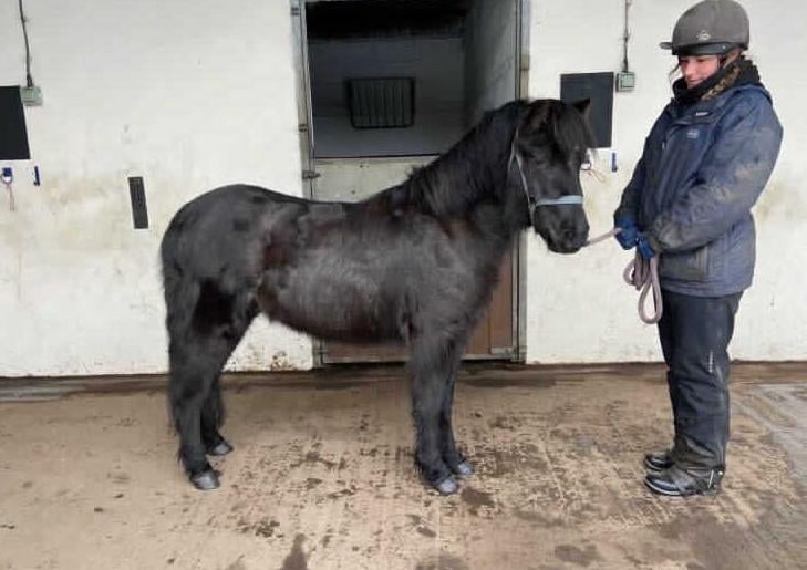 Flynn is a 11.1hh 3 year old Gelding. Flynn would be most suited to a quiet home with a competent handler who can give him the confidence that he lacks. He is good to groom, lead and pick out feet. Flynn is a super cute pony that loves the attention once his trust is earned.