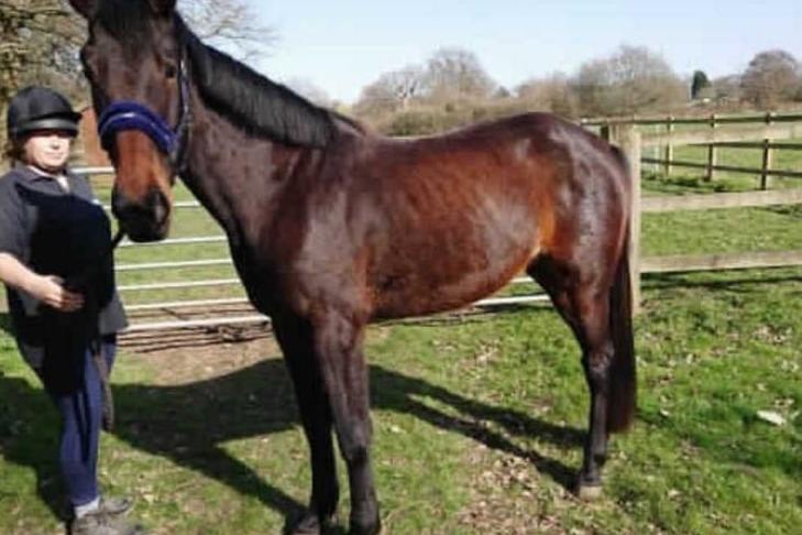 Baylee is a 15.1hh, 3 year old, bay, trotter type mare. Baylee came into RSPCA care with a body score of 0.5, on top of that she was fighting off an infection. It has taken a long time for her to be well enough to be ready for rehoming but now she is. She mixes well with other horses, is good to handle and has been good for the vet and the farrier. Baylee can be stabled over night and out during the day but we have found that she is much calmer and happier living out.