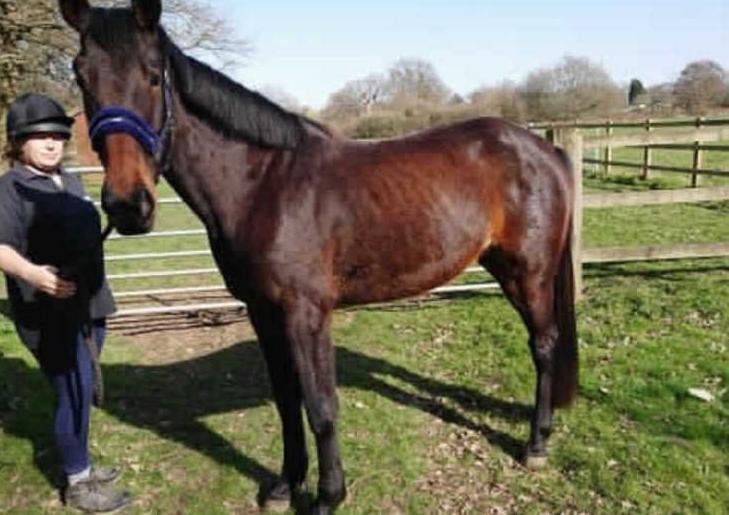 Baylee is a 15.1hh, 3 year old, bay, trotter type mare. Baylee came into RSPCA care with a body score of 0.5, on top of that she was fighting off an infection. It has taken a long time for her to be well enough to be ready for rehoming but now she is. She mixes well with other horses, is good to handle and has been good for the vet and the farrier. Baylee can be stabled over night and out during the day but we have found that she is much calmer and happier living out.
