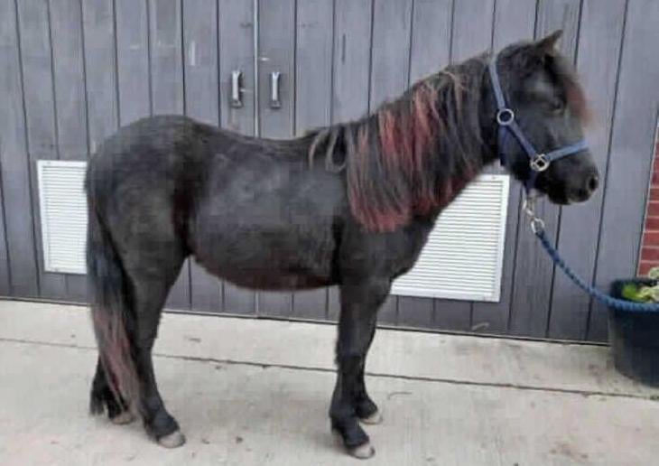 Bloom is a rising 2 year old Black mare, currently standing at approximately 11 hh.
Bloom is good to catch,lead and groom. She is a sensitive little pony so requires a quiet approch. Bloom is good with the vet and farrier but will look to her handler to give her the confidence she needs. She is currently out with 6 other mares and gets on well with them all. She has learnt to wear a rug and is happy to stand in a stable if required.